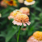 Zinnia elegans ‘Zinderella Peach’