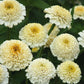 Zinnia elegans ‘Zinderella White’