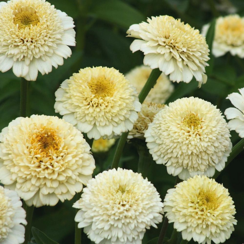 Zinnia elegans ‘Zinderella White’