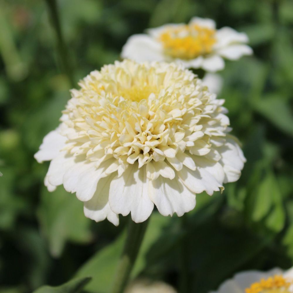 Zinnia elegans ‘Zinderella White’