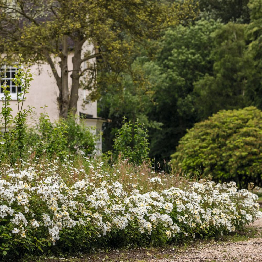 Rosa 'Kew Gardens' (struikroos)