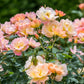Rosa 'The Lark Ascending' (struikroos)
