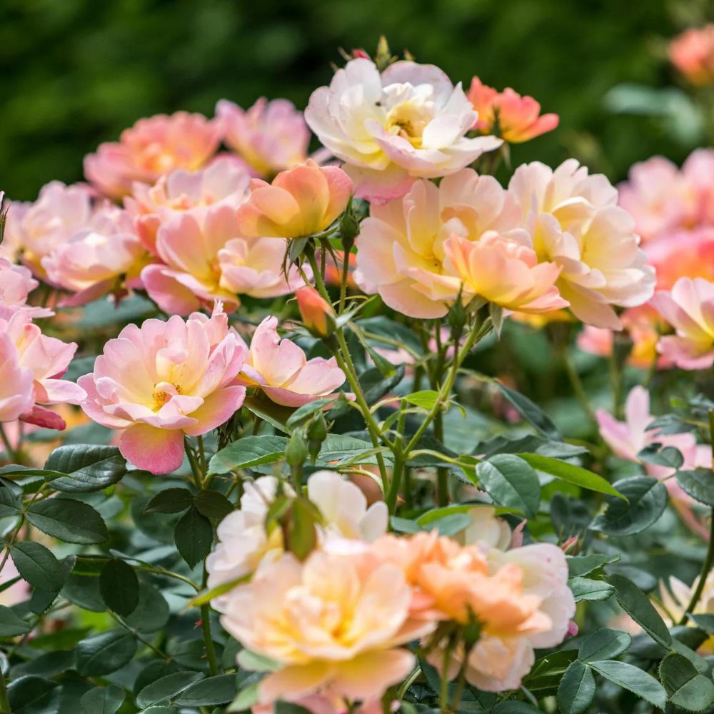 Rosa 'The Lark Ascending' (struikroos)
