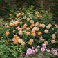 Rosa 'The Lark Ascending' (struikroos)