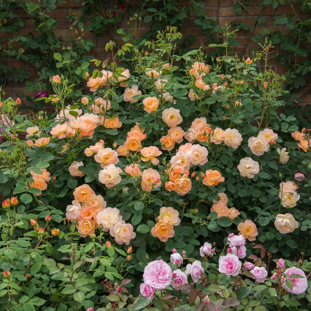 Rosa 'The Lark Ascending' (struikroos)
