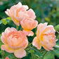 Rosa 'The Lark Ascending' (struikroos)