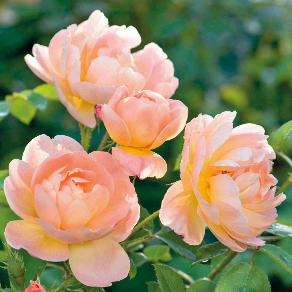 Rosa 'The Lark Ascending' (struikroos)