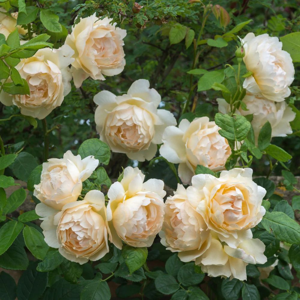 Rosa 'Wollerton Old Hall' (klimroos)