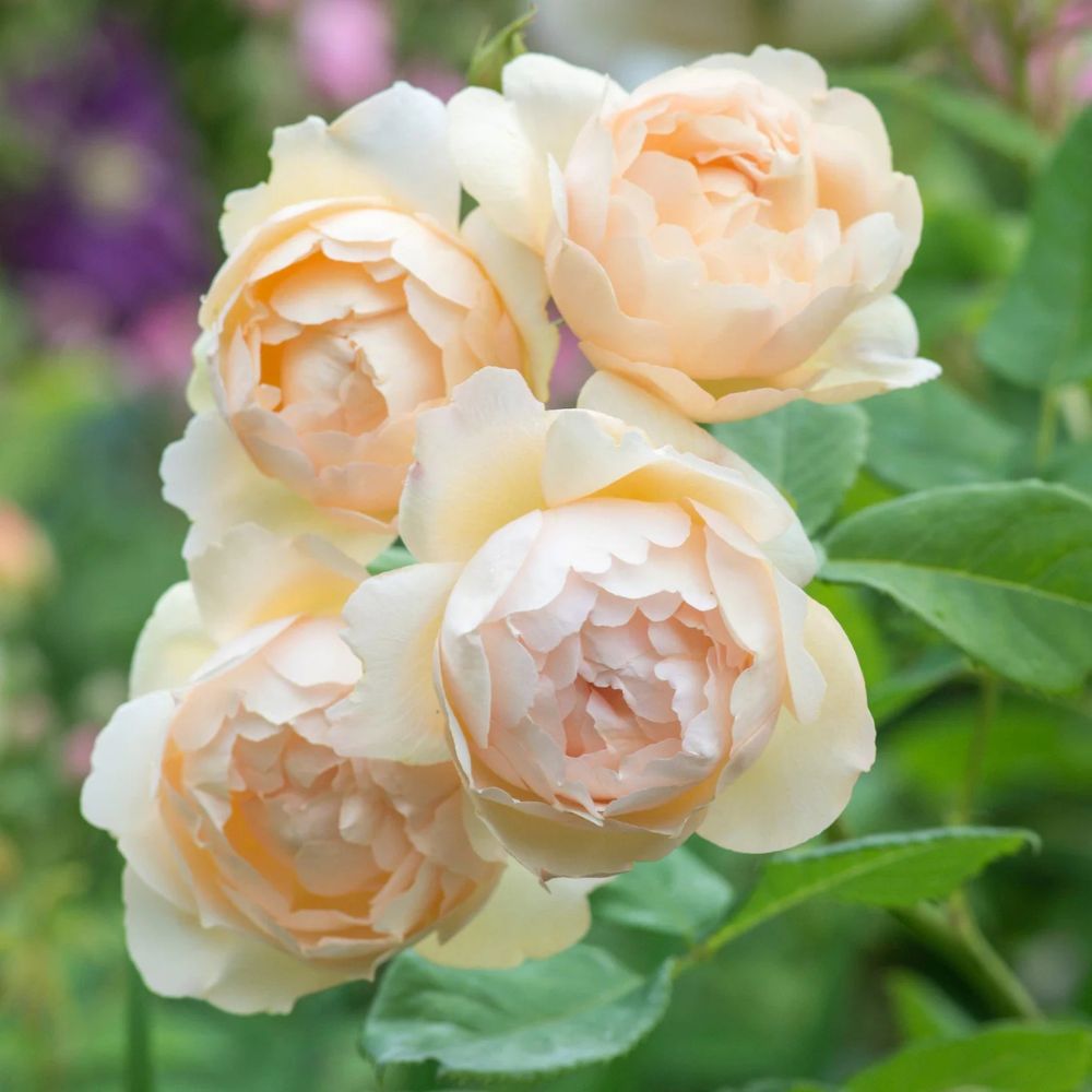 Rosa 'Wollerton Old Hall' (klimroos)