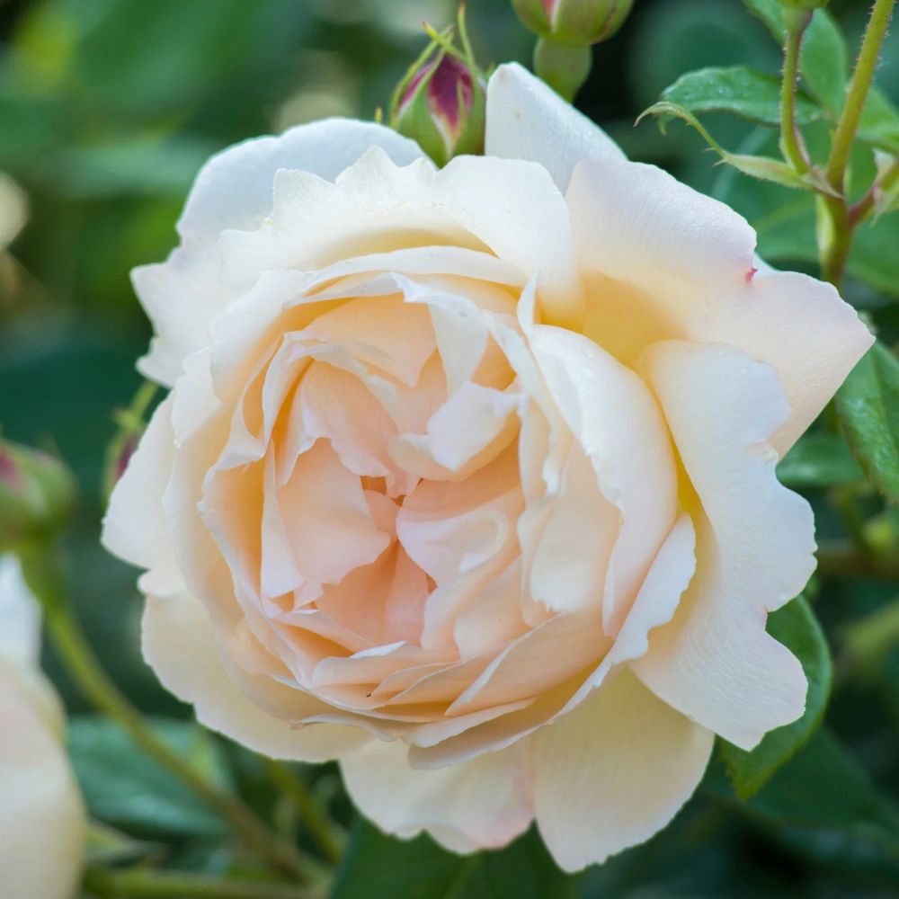 Rosa 'Wollerton Old Hall' (klimroos)