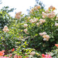 Rosa 'Wollerton Old Hall' (klimroos)