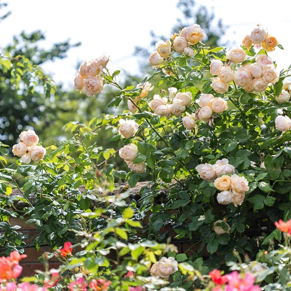 Rosa 'Wollerton Old Hall' (klimroos)