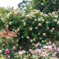 Rosa 'Wollerton Old Hall' (klimroos)