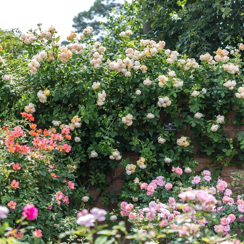 Rosa 'Wollerton Old Hall' (klimroos)