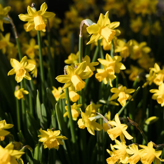 Narcis 'Tête a tête' (10 stuks) BIO