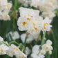 Narcis 'Bridal Crown' (10 stuks) BIO
