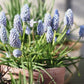 Muscari 'Valerie Finnis' (blauw druifje, 20 stuks)
