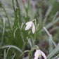 Galanthus woronowii (sneeuwklokje, 10 stuks)