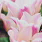 Tulp 'Blushing Lady' (10 stuks) BIO