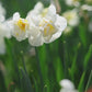 Narcis 'Cheerfulness' (10 stuks)