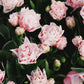 Tulp 'Dreamer' (10 stuks) BIO