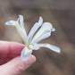 Iris reticulata 'Frozen Planet' (dwergiris, 25 stuks)