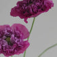 Papaver somniferum ‘Purple Peony’ (slaapbol)