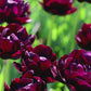Tulp 'Black Hero' (10 stuks)