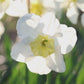 Narcis 'Papillon Blanc' (10 stuks) BIO