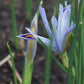 Iris reticulata 'Alida' (dwergiris, 25 stuks)