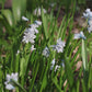Puschkinia scilloides var. libanotica (buishyacint, 10 stuks) BIO