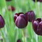 Tulp 'Paul Scherer' (15 stuks)