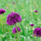 Allium 'Purple Sensation' (5 stuks) BIO