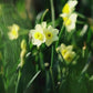Narcis 'Minnow' (10 stuks) BIO