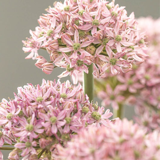 Allium 'Pink Jewel' (5 Stück)