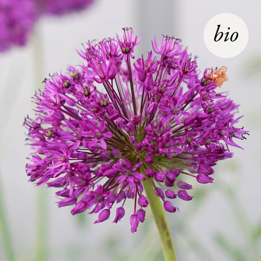 Allium 'Purple Sensation' (5 Stück) BIO