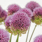 Allium sphaerocephalon (trommelstokjes, 50 stuks)