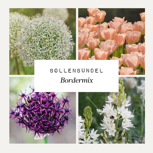 Bollenbundel Bordermix - Voor tussen je vaste planten