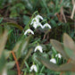 Galanthus elwesii (sneeuwklokje, 10 stuks)