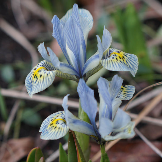 Iris reticulata 'Katharine Hodgkin' (Zwerg-Iris, 25 Stück)