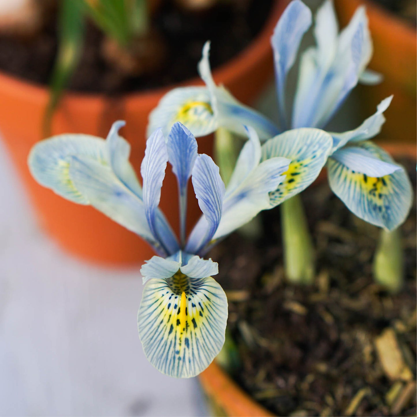 Iris reticulata 'Katharine Hodgkin' (dwergiris, 25 stuks)
