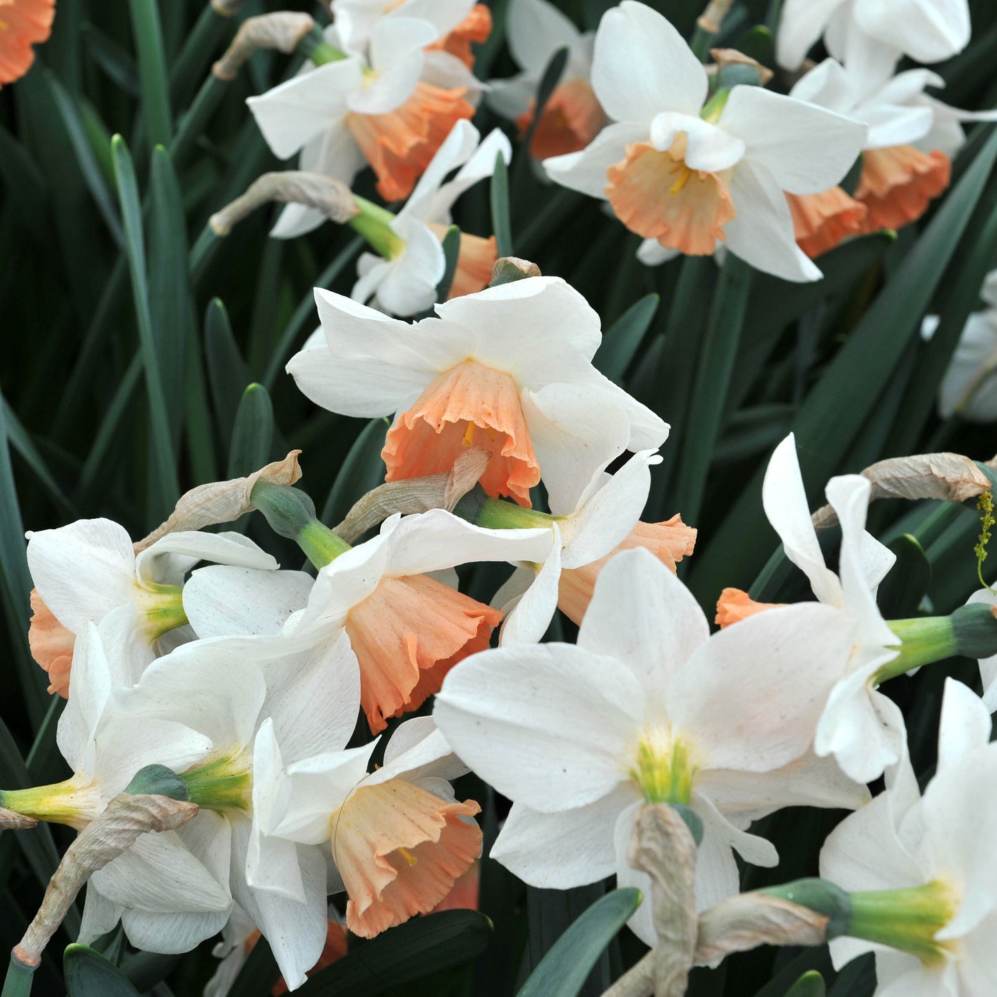 Narcis 'Accent' (10 stuks)