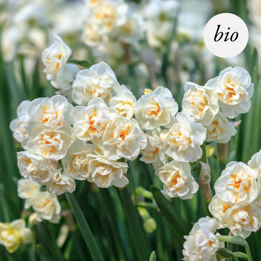 Narcis 'Bridal Crown' (10 stuks) BIO