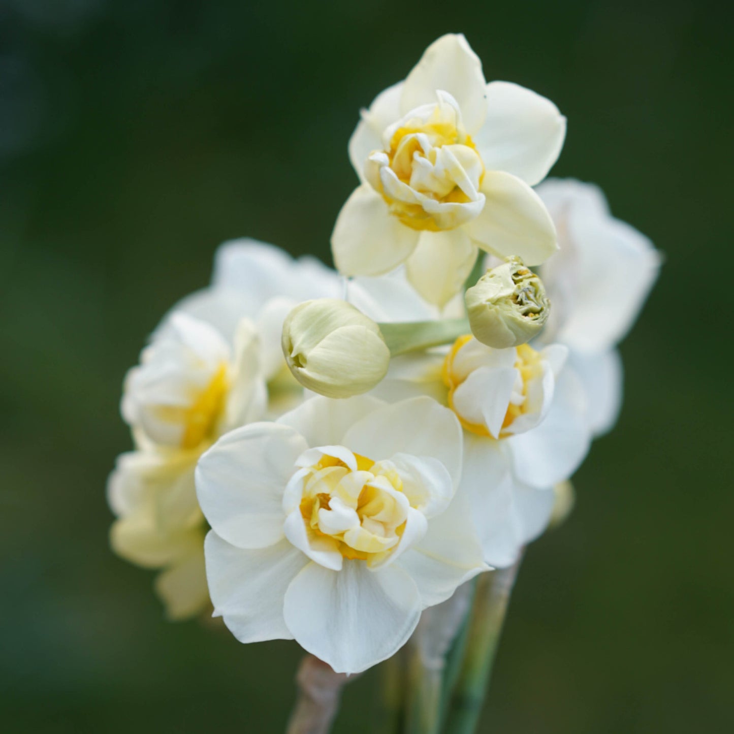 Narcis 'Cheerfulness' (10 stuks)