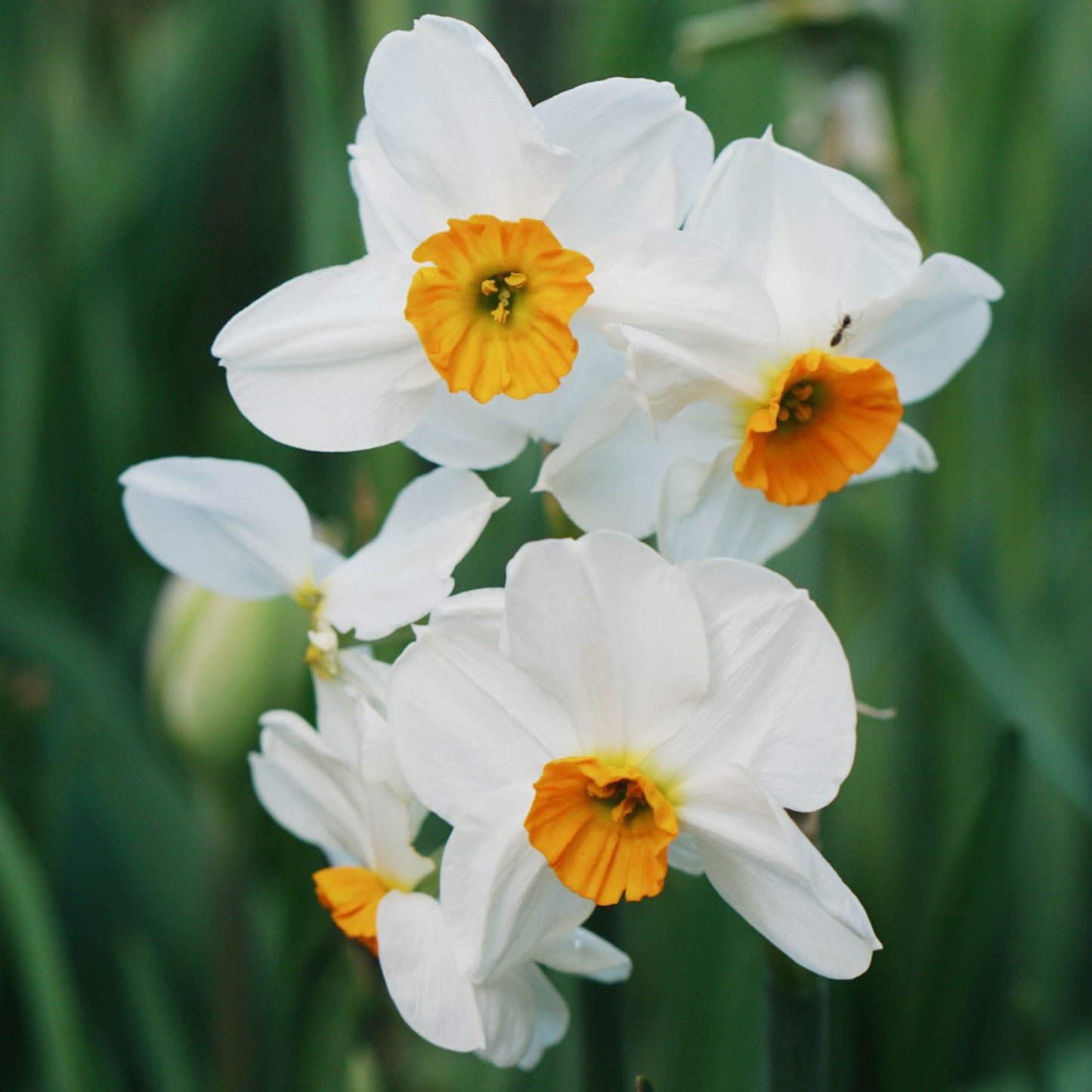 Narcis 'Geranium' (10 stuks)
