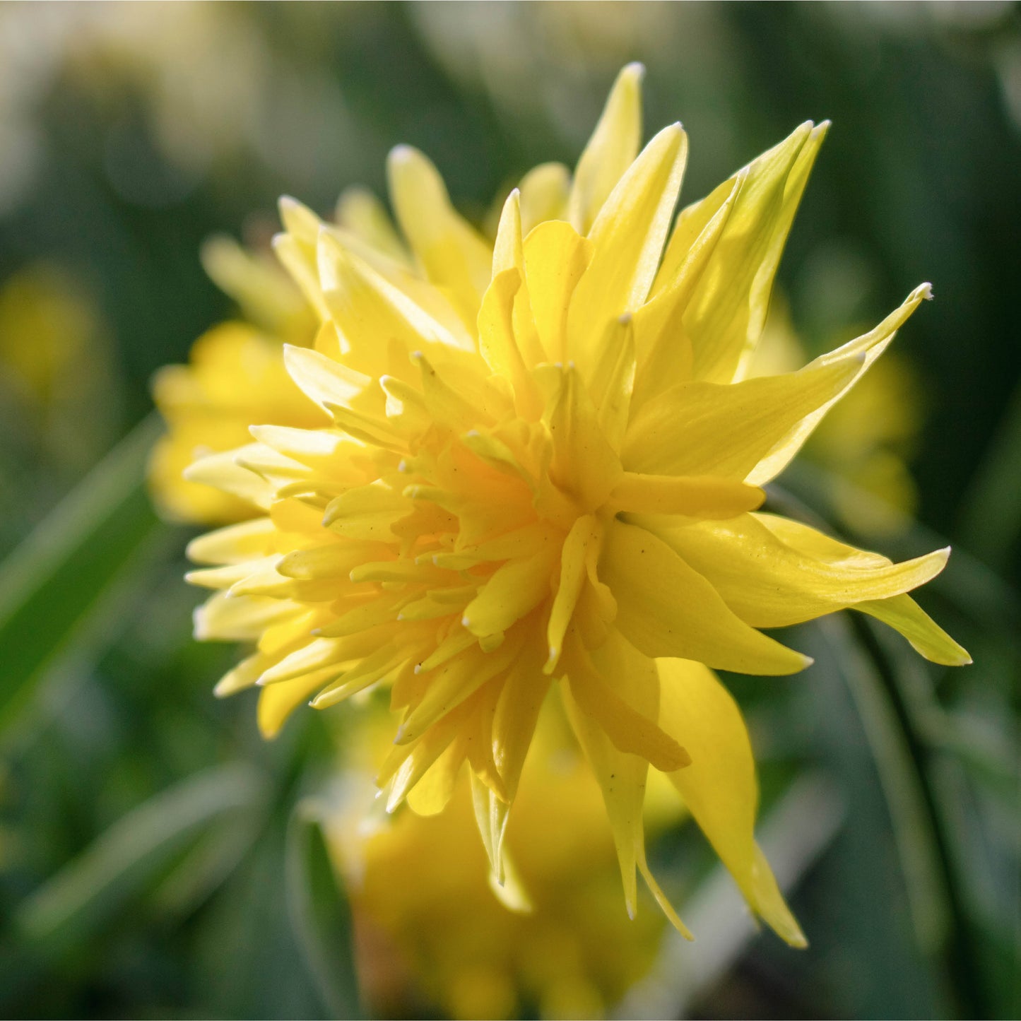 Narcis 'Rip van Winkle' (10 stuks)