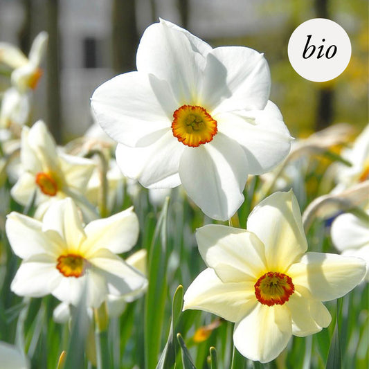 Narcissus poeticus recurvus (10 stuks) BIO