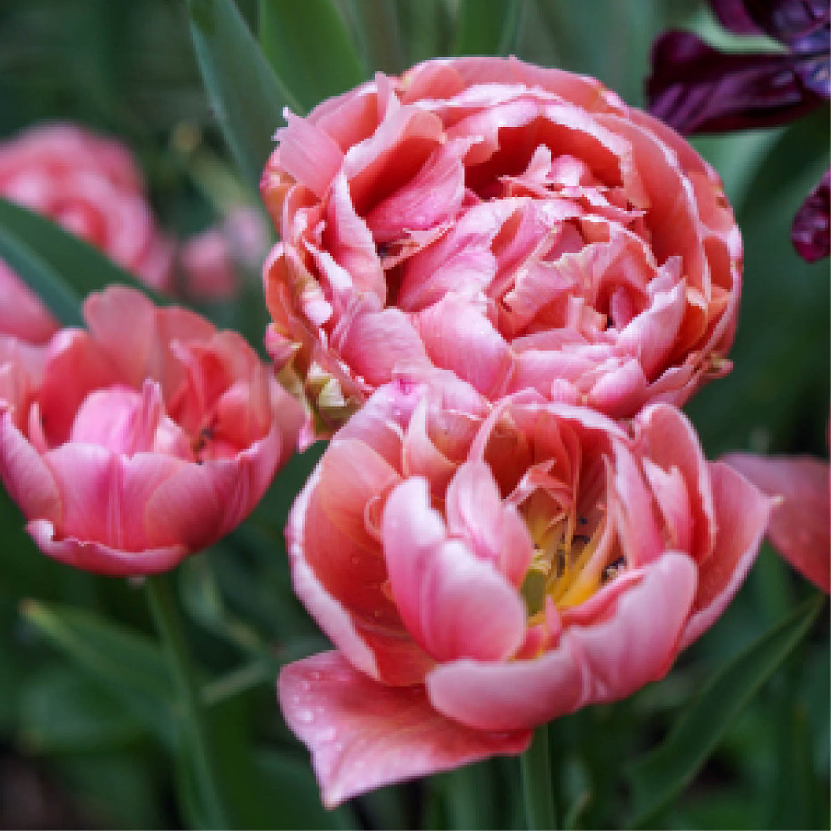 Roba Tulp Ga direct naar productinformatie