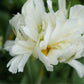 Achillea millefolium 'Colorado' (Achillée millefeuille)