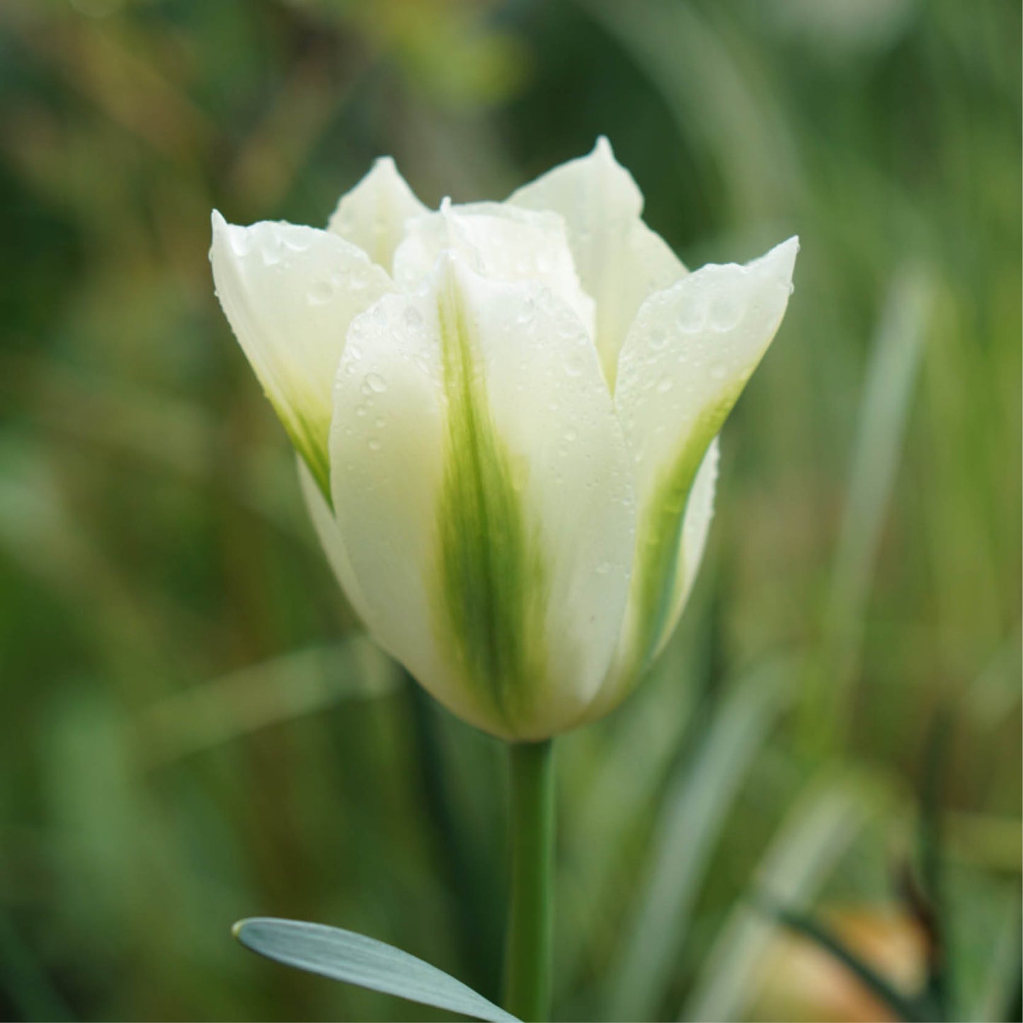 Tulp 'Spring Green' (15 stuks), (Biologische) bloembollen